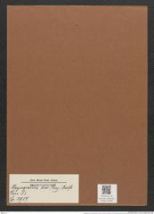 Plagiogramma leve (Greg.) Ralfs. (de-Toni-Nr.: Genus 83, Species 2917) Zeichnungen Sammlung Grunow Mappe 03088 (Herbarium_W_Grunow_drawings_Folder_03088)
